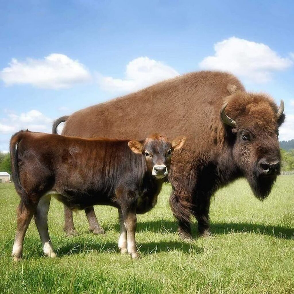 Conheça o Beefalo, resultado do cruzamento de vacas e bizões