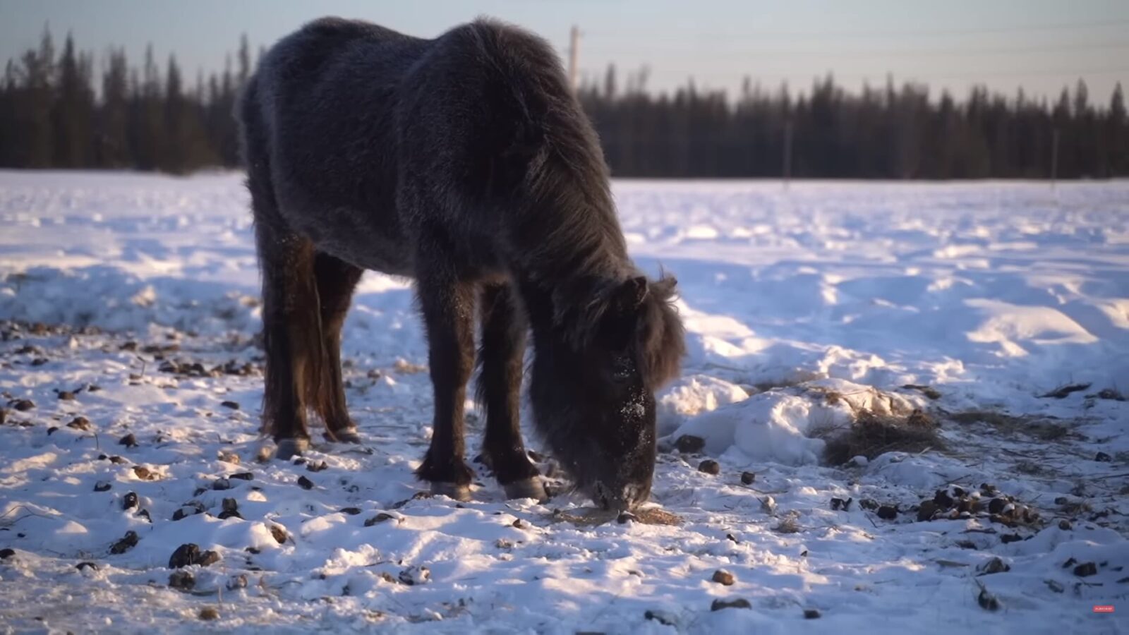 Fazendeiros criam gado e cavalos no frio extremo de -71°C