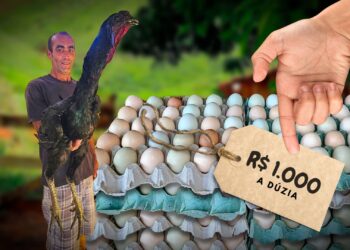 Raça de galinhas gigantes produzem ovos de R$ 1.000 reais (a dúzia)