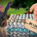 Raça de galinhas gigantes produzem ovos de R$ 1.000 reais (a dúzia)
