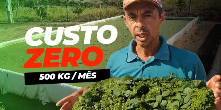 Produtor revela técnica para produzir 500 kg de alimentos por mês a custo zero