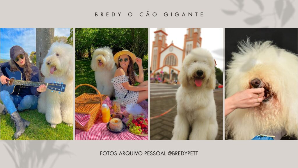 Bredy, o Poodle Gigante brasileiro que está conquistando o mundo digital