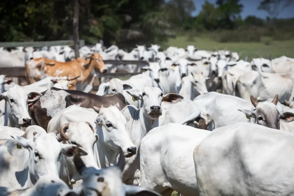 Mato Grosso continua na liderança da pecuária e produção de carne