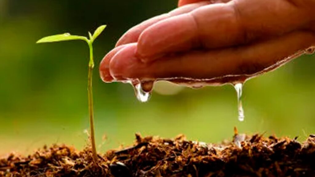 Segredos vitais na nutrição de solos e plantas