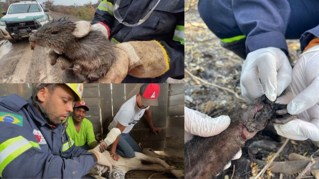 Pantanal: Veja o trabalho de resgate de animais feridos por incêndios