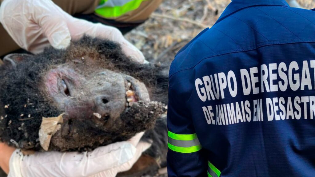 Pantanal: Grupo resgata animais feridos por incêndios