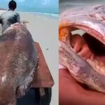 Peixe gigante de 300kg é encontrado no Pará, veja vídeo