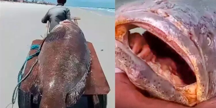 Peixe gigante de 300kg é encontrado no Pará, veja vídeo