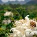 Polinização na agricultura: Abelhas impulsionam produtividade sustentável