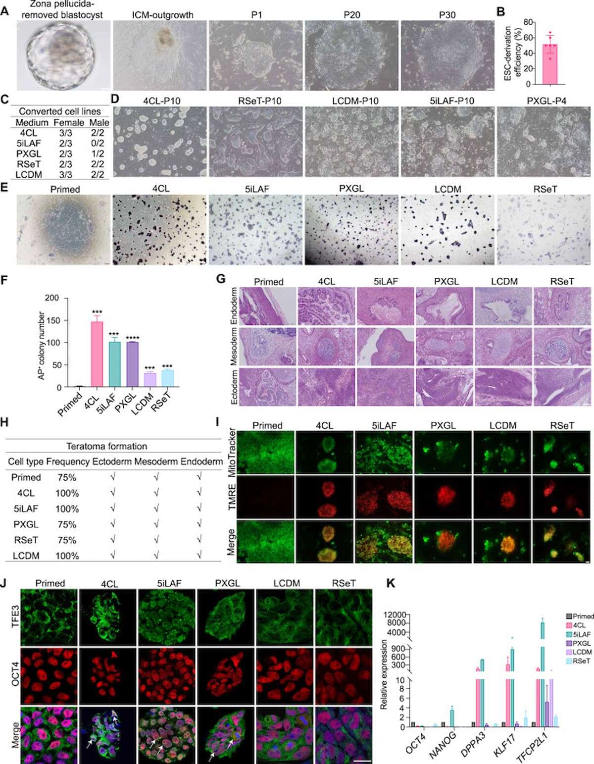 Quimera de primata criada com células-tronco, nasce com olhos verdes e dedos fluorescentes