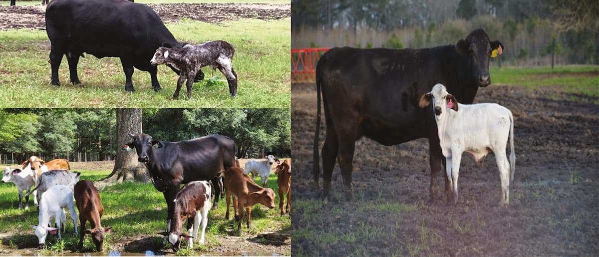 Cientistas desenvolvem nova raça de vacas sustentáveis