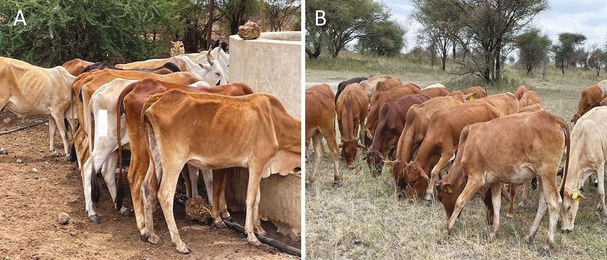 Cientistas desenvolvem nova raça de vacas sustentáveis