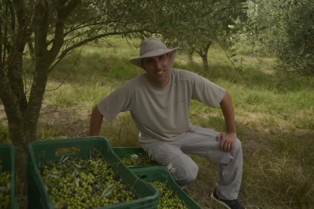 Azeite de oliva deve ficar mais caro em 2024, produtor perde 90% da safra