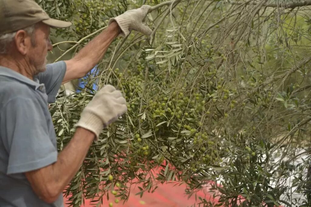 Azeite de oliva deve ficar mais caro em 2024, produtor perde 90% da safra