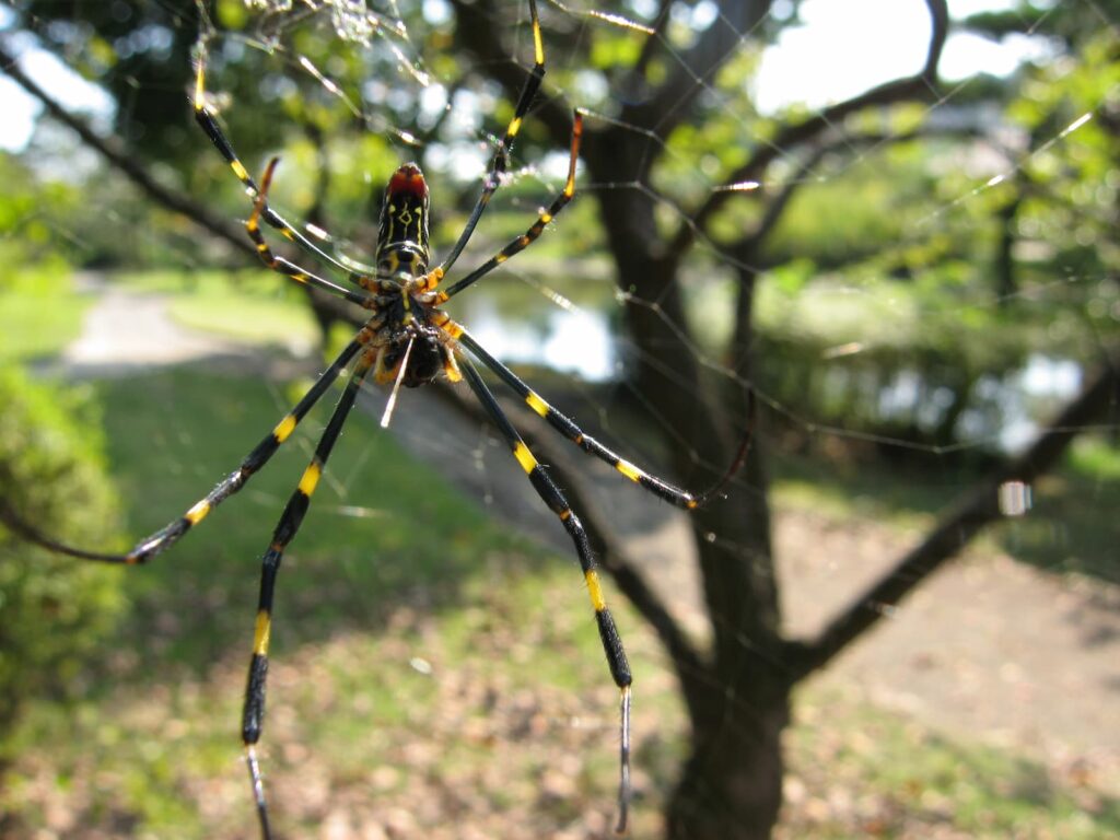 Cientistas alertam para invasão de aranhas voadoras e gigantes