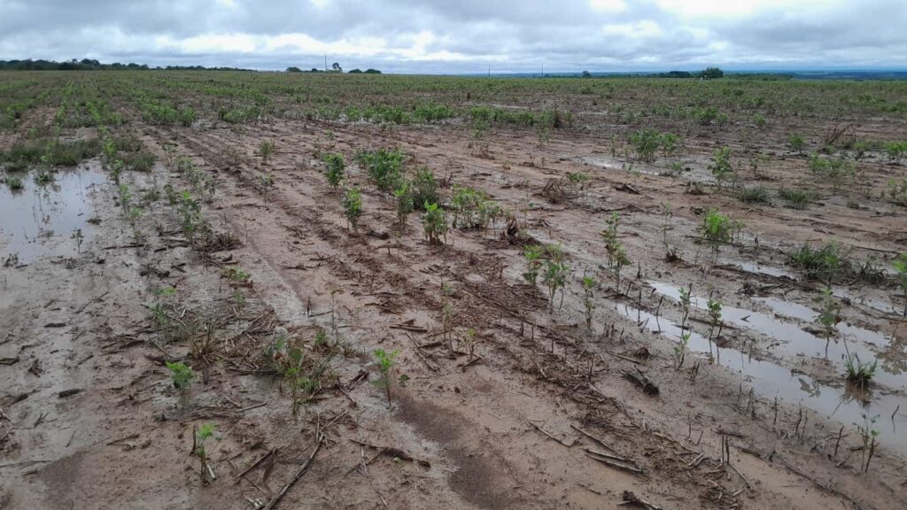 Agricultor de MT perde 600ha de soja e faz novo alerta sobre estimativa de safra