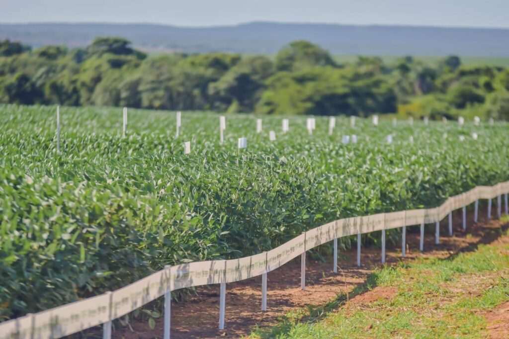 Aprosoja-MT auxilia produtores do Araguaia no manejo de solos siltosos