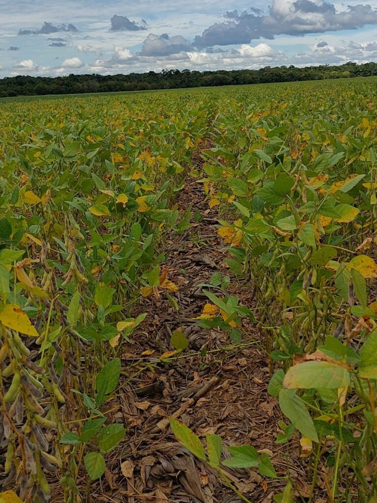 MAPA prepara medidas de enfrentamento a seca no Mato Grosso