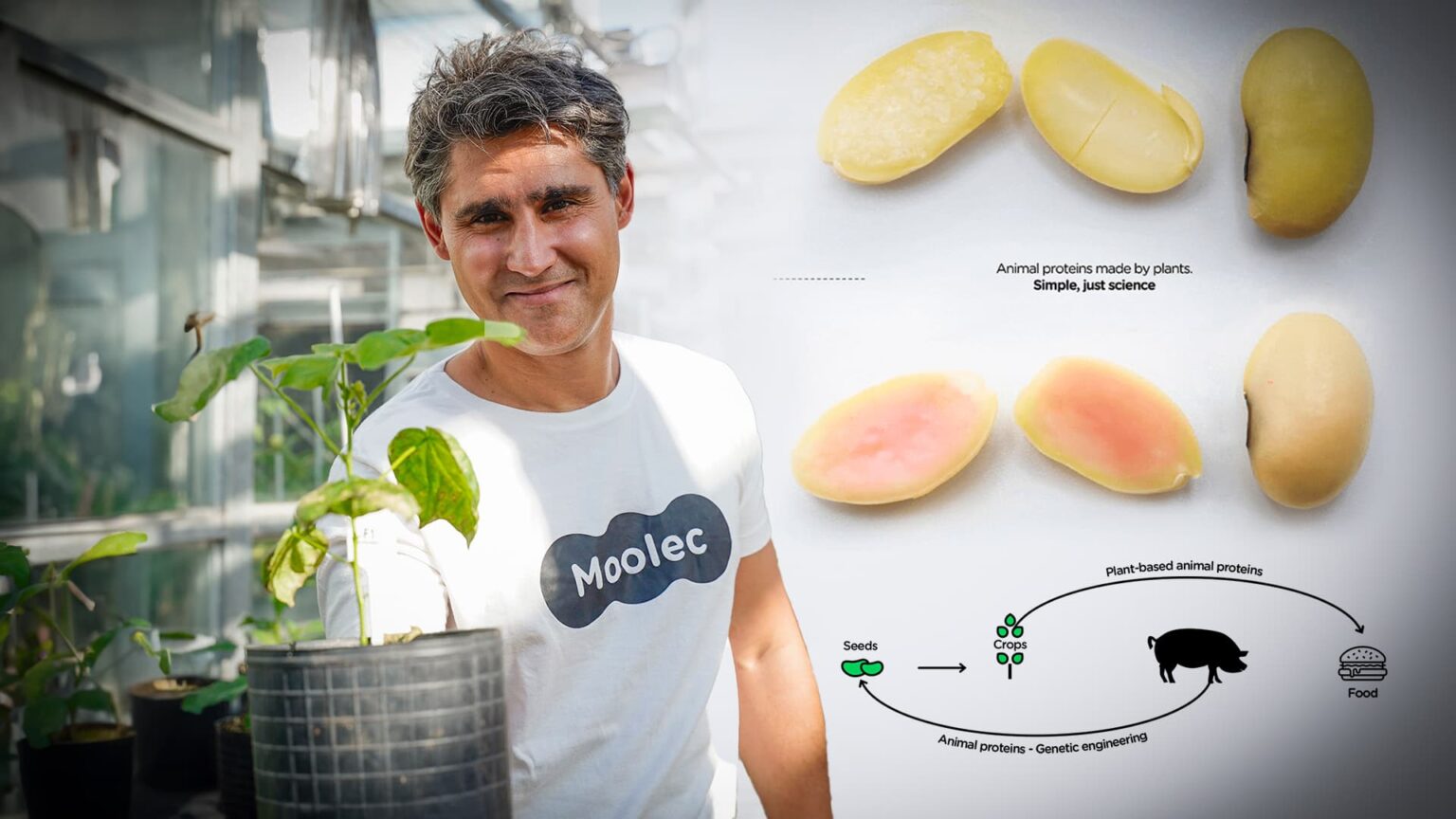 Startup Desenvolve Soja Mutante Com Dna De Porco Agronews