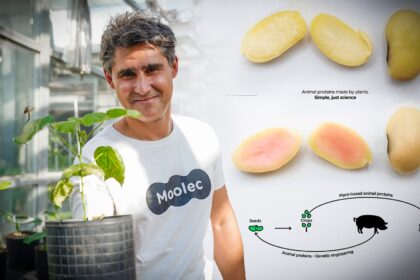 Startup desenvolve soja "mutante" com DNA de porco