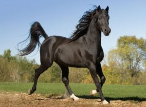 cavalo anglo arabe