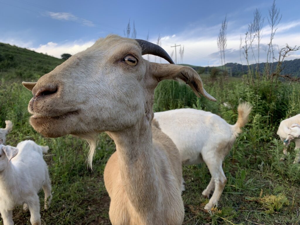 Por que as cabras têm pupilas retangulares?
