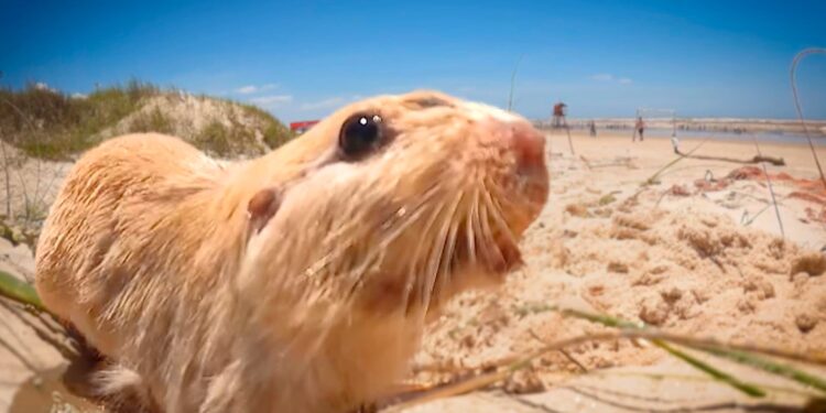 Tuco-tuco: Animal raro com pelos dourados é filmado no litoral do RS