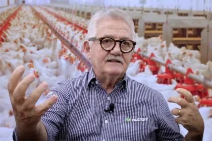 Avicultura NUNCA utilizou hormônio na produção, afirma especialista