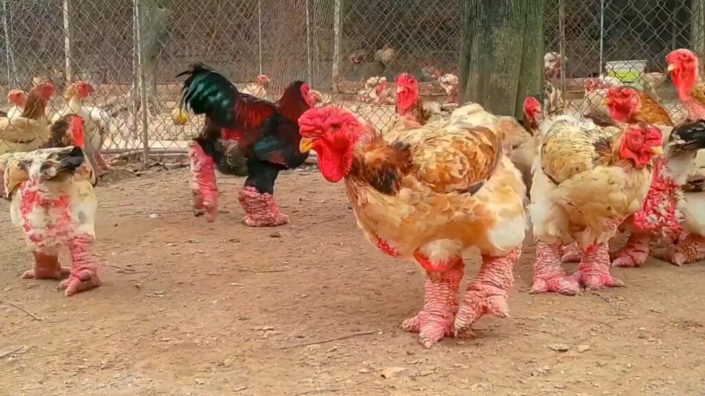 Dong Tao Chickens: As 