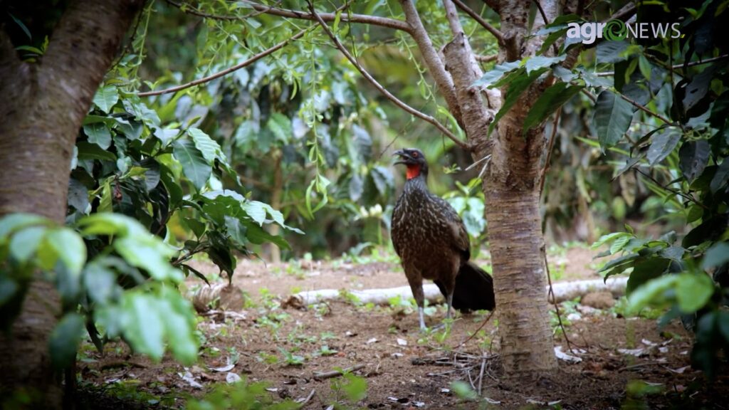 Jacu Bird Coffee: Café brasileiro raro produzido a partir das fezes de aves nativas