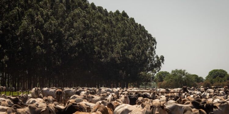 ILP: Integração lavoura-pecuária pode reduzir o uso de fertilizantes e mitigar impactos no clima