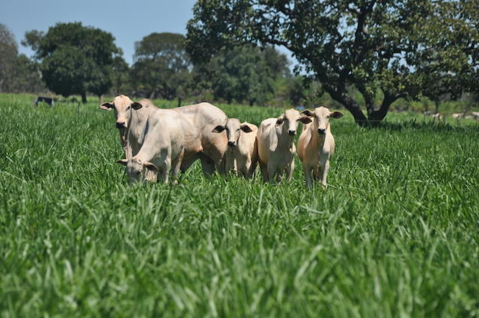 Cultivar de capim mostra bom desempenho ao anteceder a soja, confira!