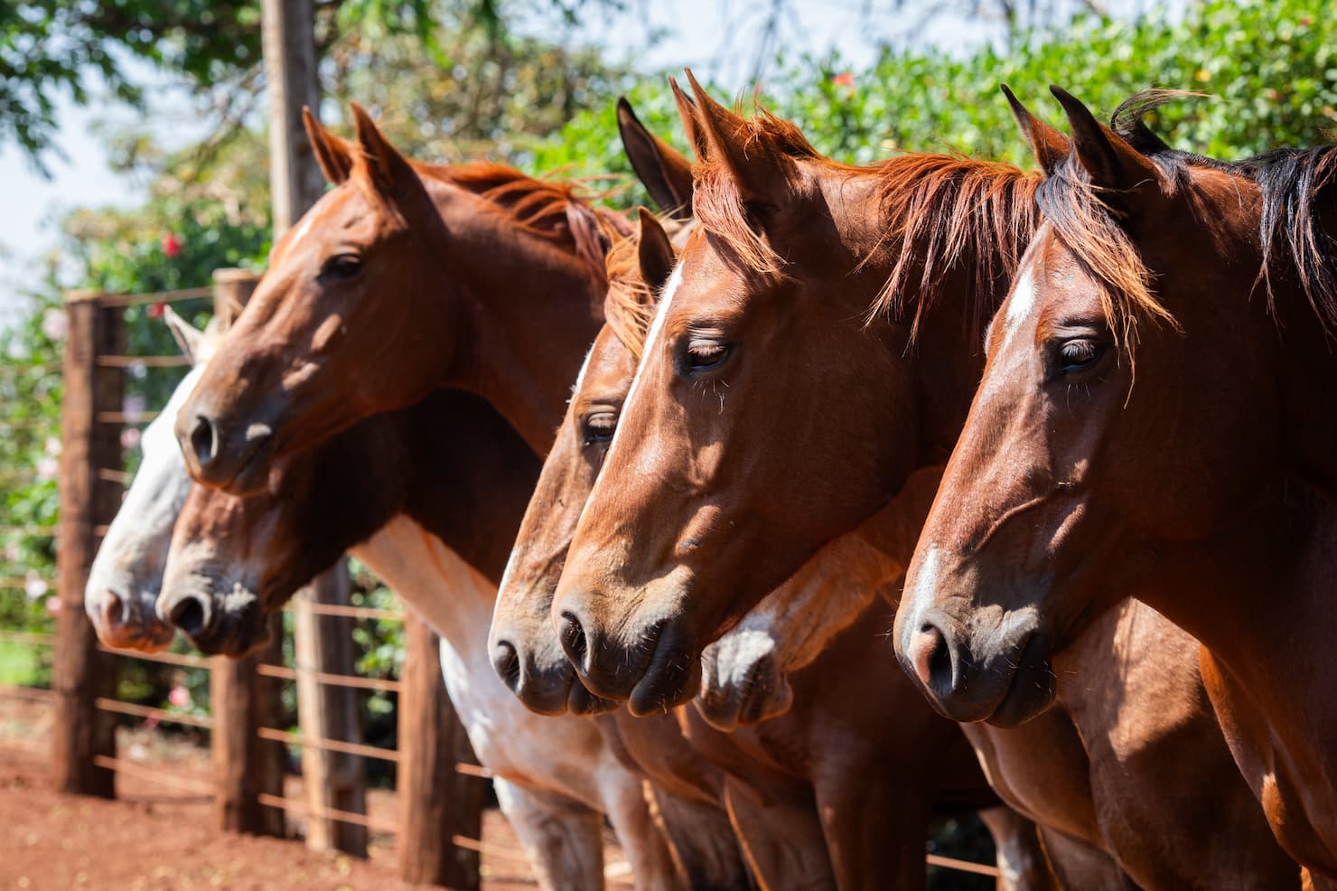 Leptospirose em cavalos pode levar à morte, confira!