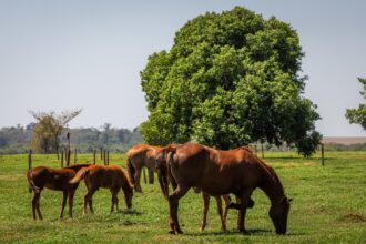 cavalo