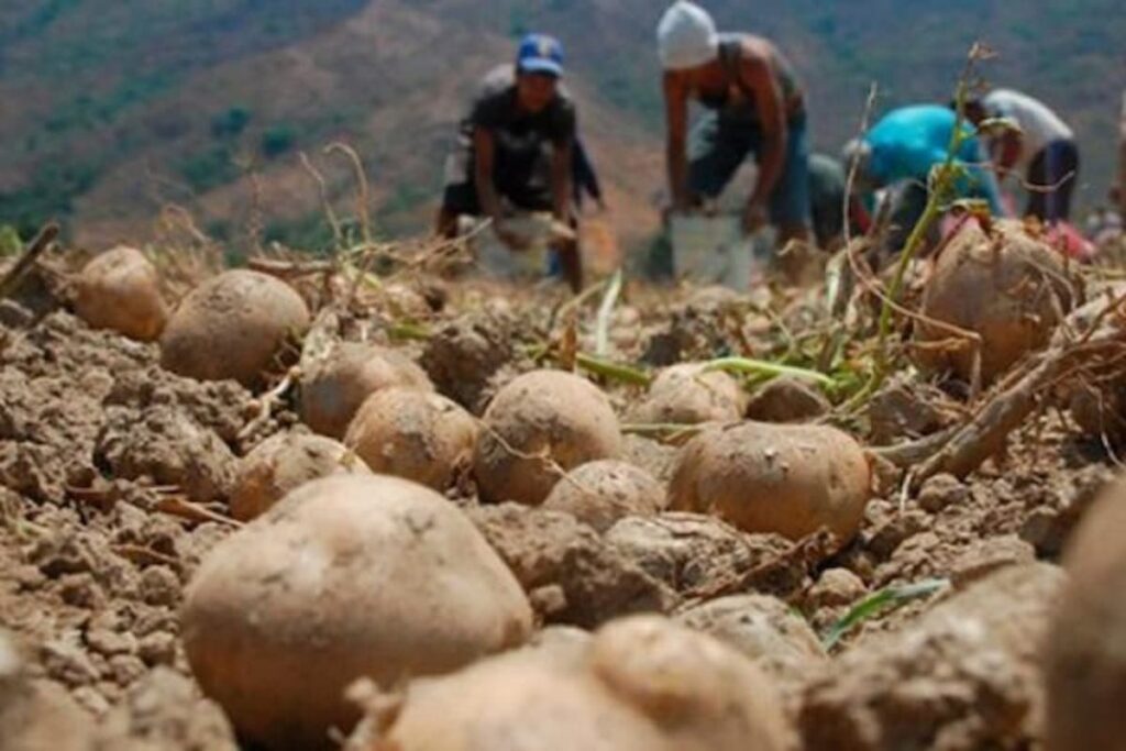 Waru Waru: Agricultores resgatam técnica ancestral para enfrentar desafios climáticos