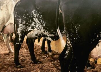 Girolando: A raça brasileira responsável por 80% do leite produzido no país