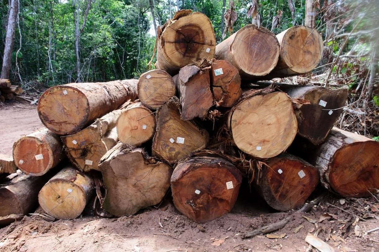Período proibitivo para exploração do manejo florestal sustentável encerra nesta segunda em MT
