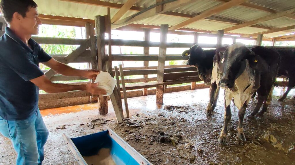 Família de produtores de leite em MT triplica produção com adoção de gado girolando