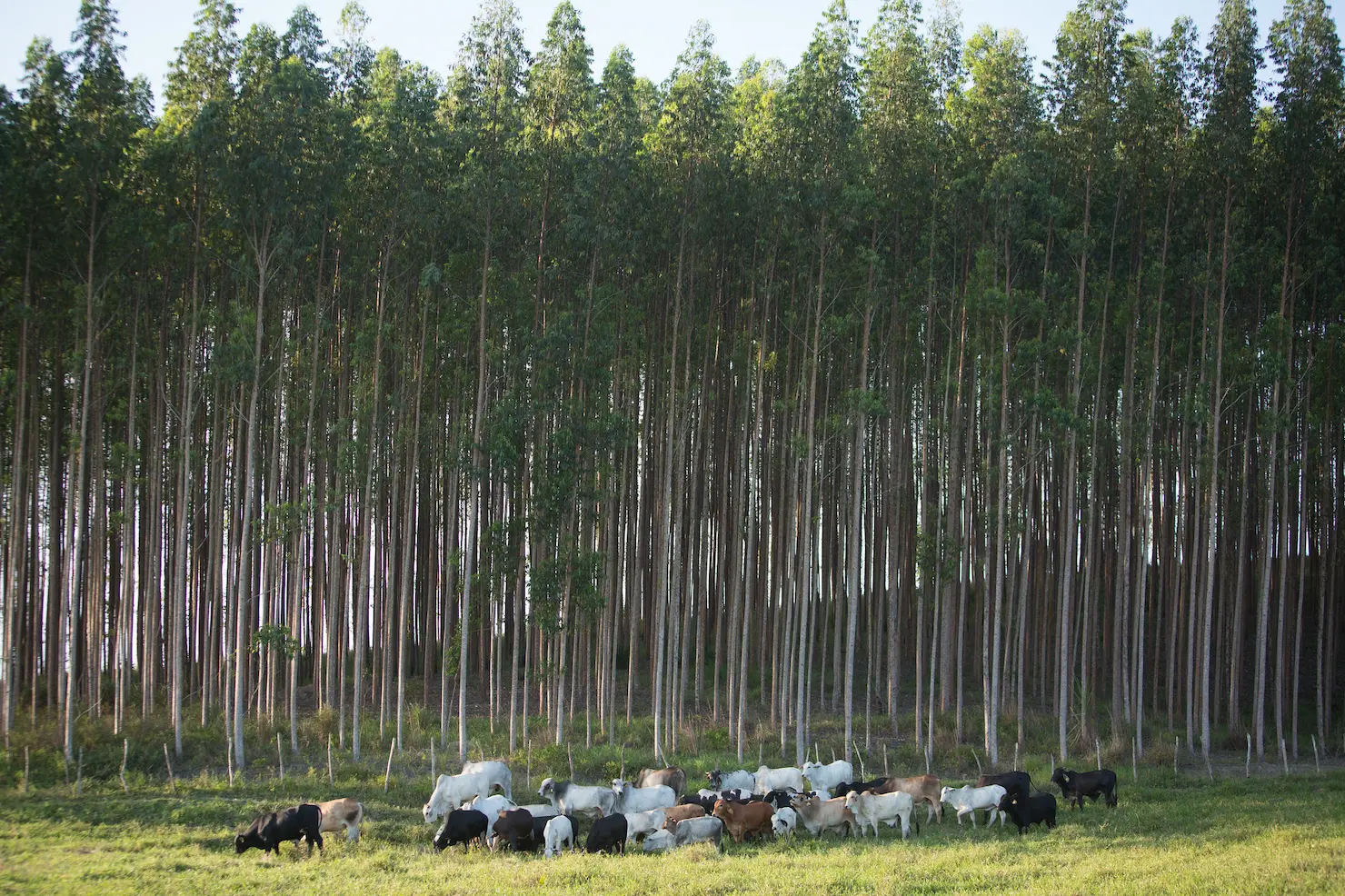 Boi: demanda internacional aquece os preços da carne bovina