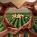 A revolução sustentável do agro brasileiro