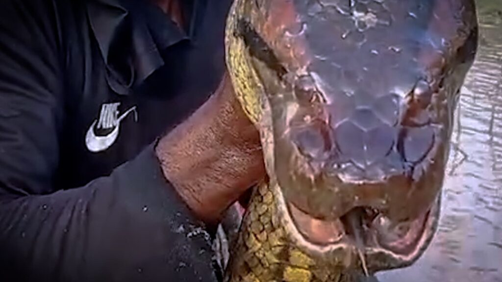 Vídeo: Anaconda monstruosa é encontrada por pescador na Amazônia