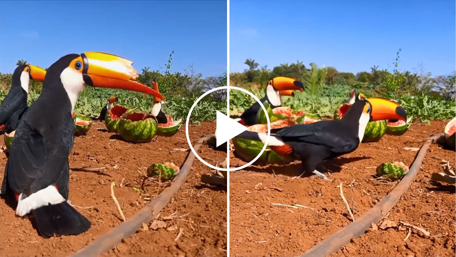 Vídeo: Tucanos atacam plantação de melancia em Mato Grosso