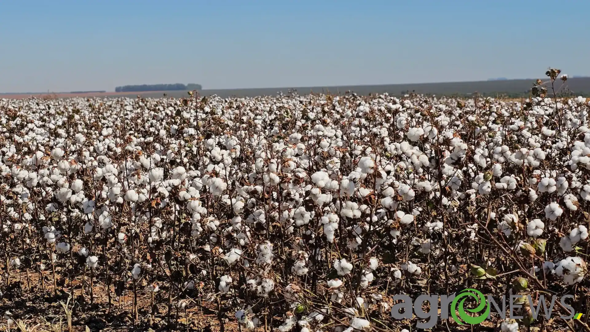 Agricultores mato-grossenses sofrem para manter a rentabilidade no campo