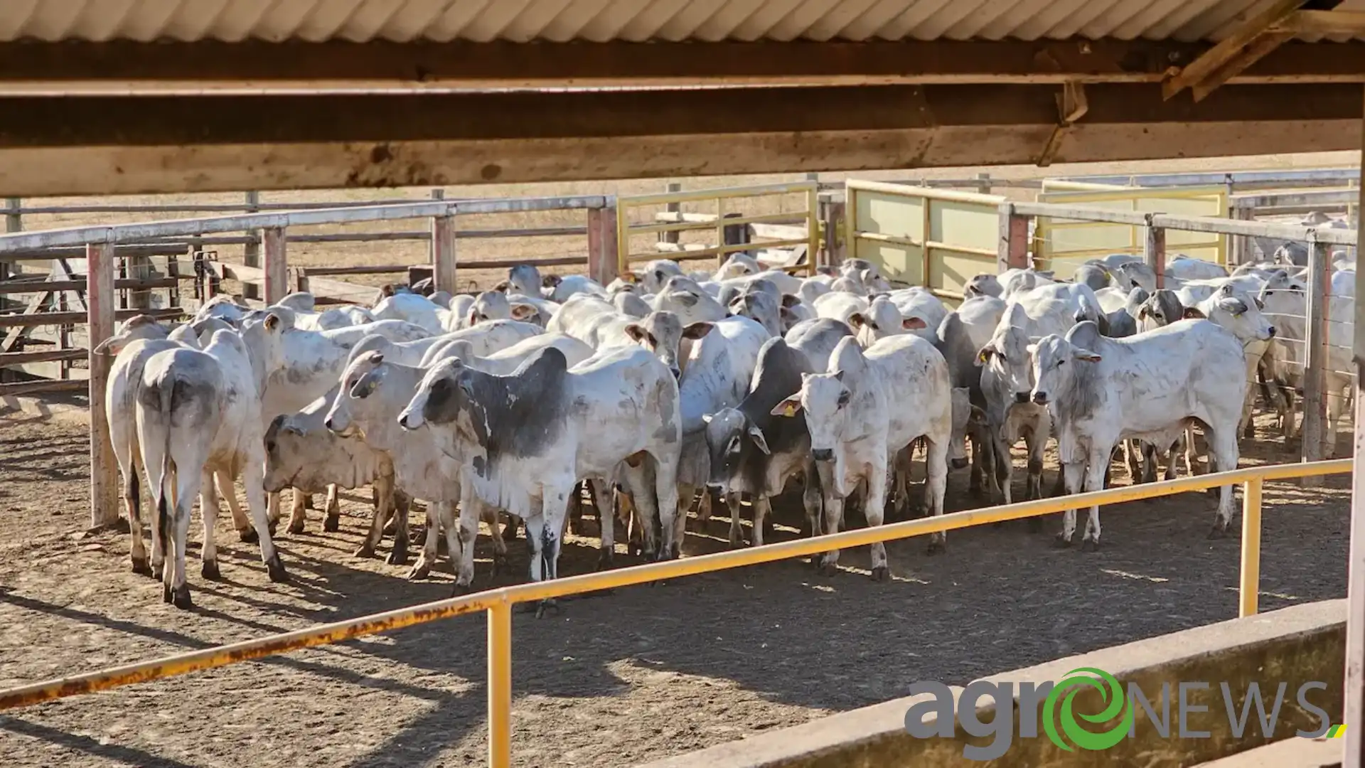 Mato Grosso registra recorde de produção na pecuária