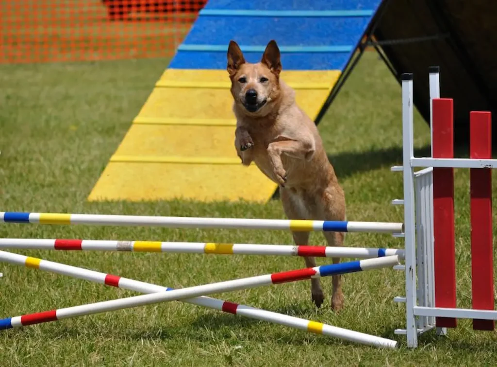 cachorro red heeler