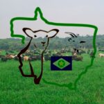 Evento Em Tapurah Impulsiona A Ovinocultura Em Mato Grosso (1)