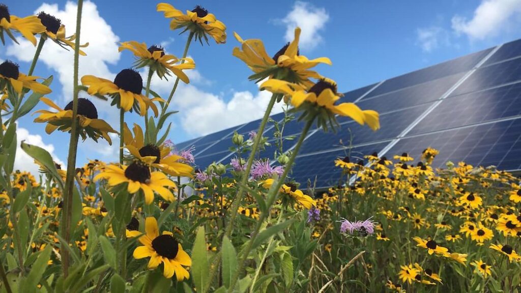 Agrivoltaicos: Pesquisa releva que fazenda solares potencializam repovoamento de abelhas