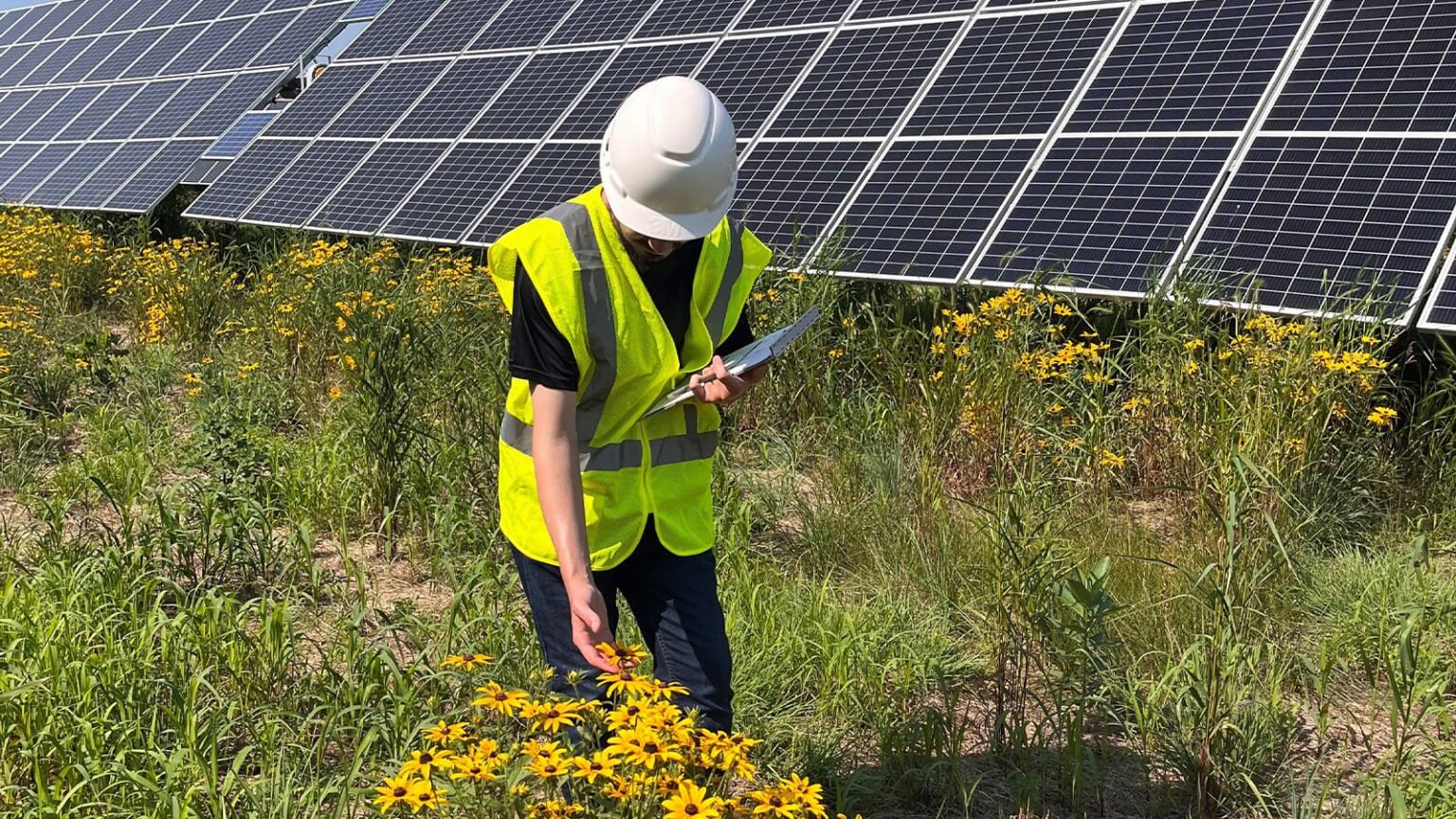 Agrivoltaicos: Pesquisa releva que fazenda solares potencializam repovoamento de abelhas