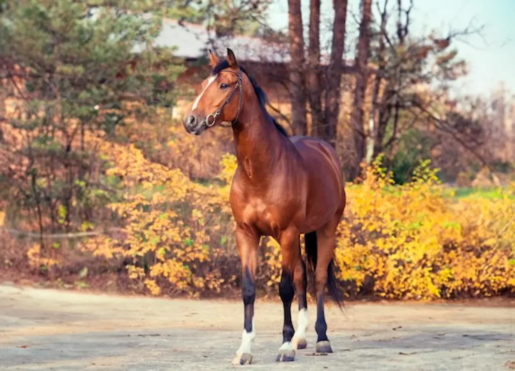 Leptospirose em cavalos pode levar à morte, confira!