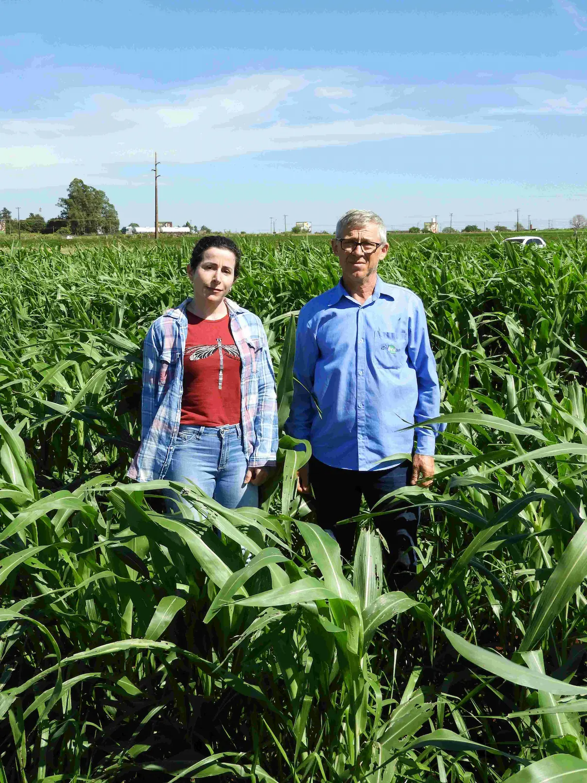 Tecnologia da Embrapa renova e devolve o pasto turbinado para a pecuária